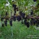 머루와 다래 이미지