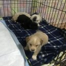 김기영농장 이미지