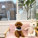 해맑은 애견미용 이미지