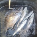 약산면-1 이미지