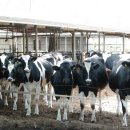 반딧불 목장 이미지