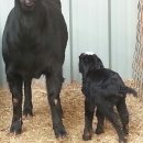 슈퍼염소농장 이미지