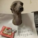 행복한 강아지 이미지