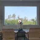 청솔청과 | 밍셍커플 * 2020년 4월 제주 신혼 여행 3일차 (청솔나무집 전복뚝배기, 카페 덴드리, 세화소품관, 여름...