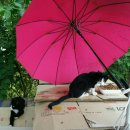 GS25군산IC점 이미지