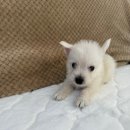 봉산동 강아지 이미지