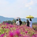 천일홍축제 이미지