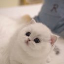 울산고양이분양 모나미네코 울산본점 이미지