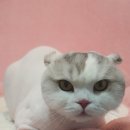 베니펫살롱 이미지