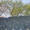 화북진지 | 4월 제주도 가볼만한곳 화북진지의 벚꽃과 역사