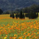 꽃 음악회 이미지