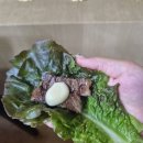 우리한우 - 대덕구 계족로 567 | 태안 신진도 맛집 우리한우정육식당 꽃등심 먹어본 후기
