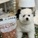 도그도그 | 가성비 좋은 대용량 강아지수제간식 치킨슬라이스 파워도그 급여후기