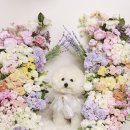 코튼볼스튜디오