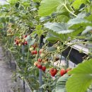 안심사슴농장 | 용인 딸기체험 포레스트벨 | 봄에 아이랑 가기 좋은 체험형 농장, 동물 먹이주기까지