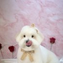 머멍펫살롱(MuMung) 이미지