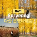 대구근교 가볼만한곳 단풍 고령 다산 은행나무숲 축제 주차 가을명소