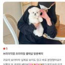 블랑드퍼피켄넬 | 테디미니비숑분양, 보면 볼수록 빠져드는 '곰돌이 비주얼'의 정석