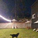 서촌동 댕번지 | 청주애견카페 청주애견유치원 서촌동 댕번지에 다녀온 후기!