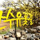 이천백사산수유
