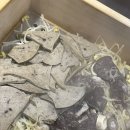 청주순대 | 율량동맛집 광안천지식당 청주율량점｜순대곱창볶음 솔직후기