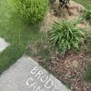 브로디캠프 이미지