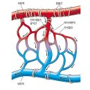 교감신경 혈액흐름 조절 이미지