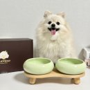 마인펫 | 강아지 밥그릇 세척 편한 꼬랩 펫마인 2구 도자기 애견 식기 후기