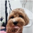 예쁘개 반려견미용샵 이미지