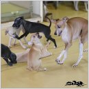 샴프네집 이미지