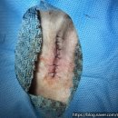 선부중앙동물의료센터 이미지