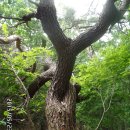 남진] 15구간 낙동정맥종주 배내고개 ~ 주남고개 3 이미지