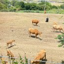 꼭지목장 이미지