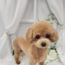 화려하개 이미지