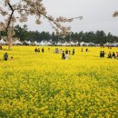 삼척시 유채꽃 축재 10일 개막 이미지