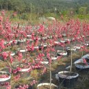 미소농장 이미지