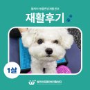 웰케어 동물건강검진센터·동물한방재활센터 이미지