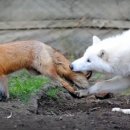 늑대와여우 이미지