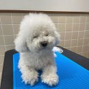 바나나 반려견 미용실 이미지