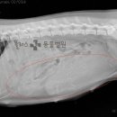 해운대 플러스동물병원 이미지