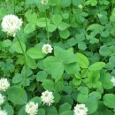 네잎클로버 이미지