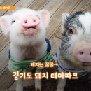 꿀꿀이야기 이미지