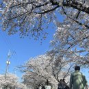 정담푸드 | 정읍 벚꽃축제 / 정담찻집 푸짐한 주전부리와 쌍화차 마즙 솔직후기