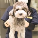 밤비동물병원 이미지