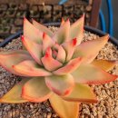 골드크레마 이미지