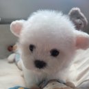 태원켄넬 이미지