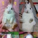 발라당 이미지