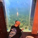 3425 | 일본여행 오키나와 르네상스 리조트 미우새 수족관식당 우미카지 다녀온 후기