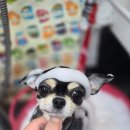 초코퍼피 애견미용실 이미지