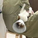 냐홍 고양이미용호텔 | [구로/항동] 털날림 고민 끝! 초코 첫 미용 다녀온 오늘묘해 고양이미용호텔 후기
